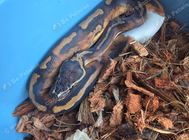 Pied het albino