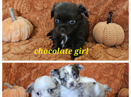 Long haired Choc & Choc Merle pups, Russian dad...