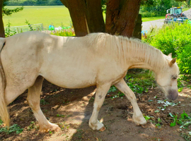 lovely sec c 2 year old filly