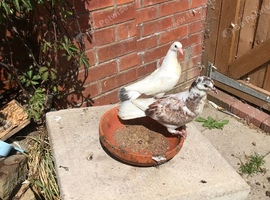 Fantail pigeons and Doves