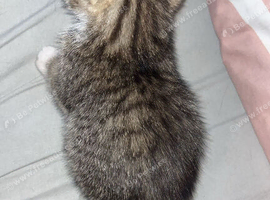 Tabby male ready now