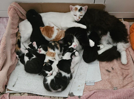 8 lovely kittens