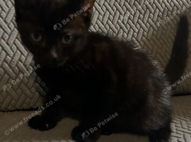Female kitten
