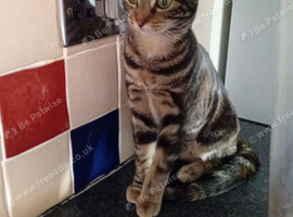 3 female cats for rehoming due too no fault of there own