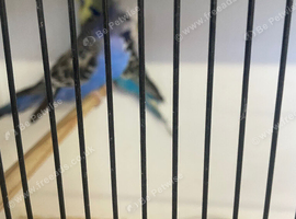 Adult budgies