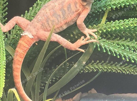 Red hypo bearded dragon