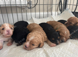 F1B Cavachon Puppies