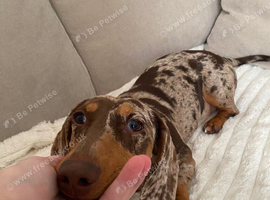 9month old Minture for rehoming