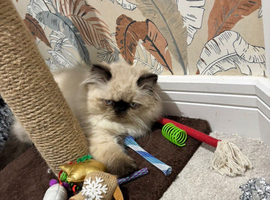 Himalayan beautiful Persian kitten boy