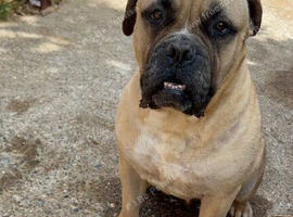 Bullmastiff