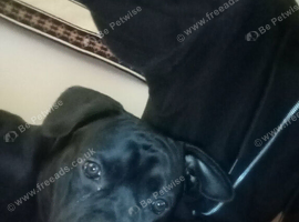 Caine corso pup