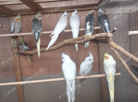 Baby cockatiels various colours