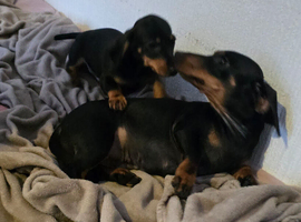 Miniature dachshund