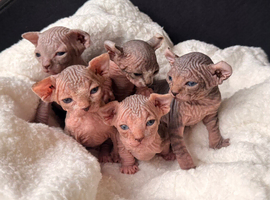 Beautiful Elf Spyhnx Kittens