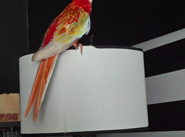 White-Winged Crimson Rosella