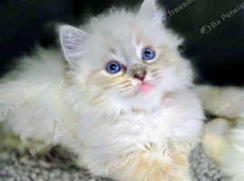 Ragdoll Kittens