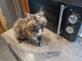 Main Coon x Russian Blue Kittens