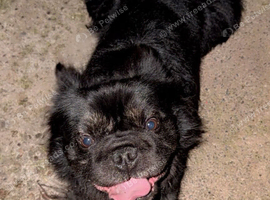 Long haired frenchie KC registered