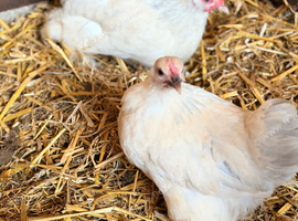 BEAUTIFUL PEKIN BANTAMS