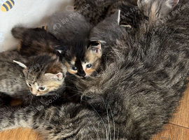 Half Siberians