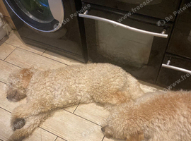 Two goldendoodles