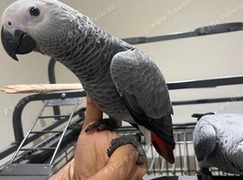 Friendly Baby Handreared Tame Male African Grey Parrot,31