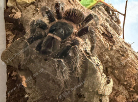 Sub adult male