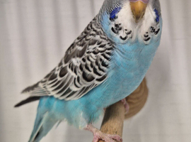 Baby sky blue budgie