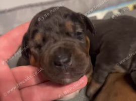 Puppies for sale