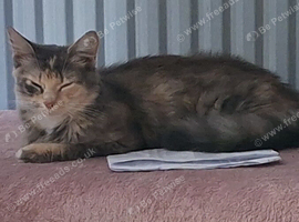 Beautiful female cat