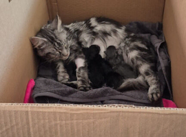 4 maine Coon cross kittens