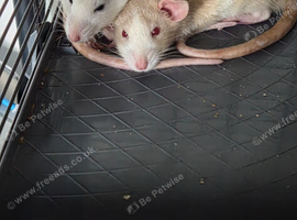2 female rats and cage