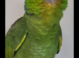 Gorgeous red lored amazon