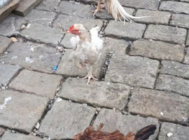 5chickens
