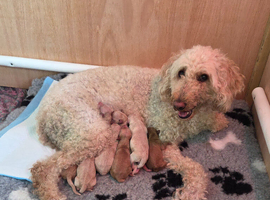 Multigeneration Labradoodle puppies