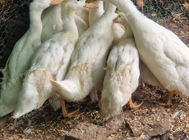 White Campbell x ducklings