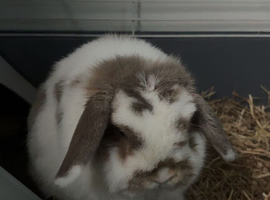 Mini lop rehome