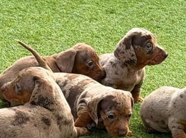 STOP SCROLLING! ADORABLE DACHSHUND PUPPIES AVAILABLE