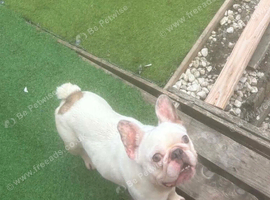 French bulldog