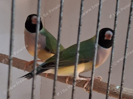 Gouldian Finch Hens