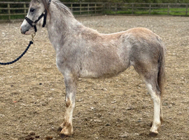 Registered welsh a filly