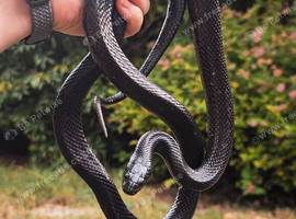 Mexican black kingsnake female, friendly and 3ft vivarium