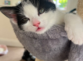 2 kittens ready end of June Malvern