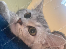 Beautiful girl is looking for her new. Forever home