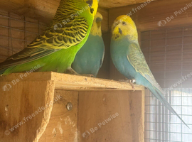 3 Budgies, 2 cocks and one hen &pound;70 for all 3 or &pound;30 per bird
