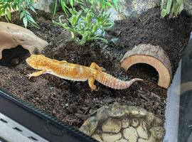 Tangerine Mix Hybino Leopard Gecko