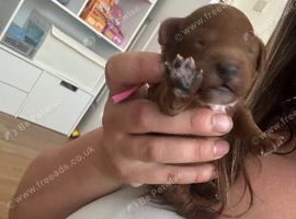 Deep Red Toy Poodle