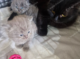 British short haired cross maine coon kittens for sale
