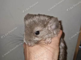 Standard female Chinchilla Kits