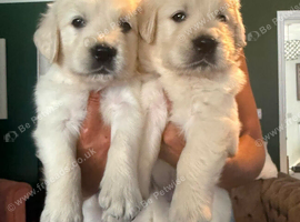 9 beautiful golden retriever puppies